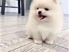 ������ ��������� �������� �����