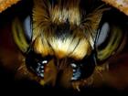 Увидеть foto  Пчелопакеты Карпатка, Карника, Привоз пчелопакетов на 2020 год 73867082 в Омске
