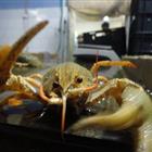 ����� ���� � �������