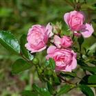 Rizactive Rose (розовый экстракт в рисовом молочке)