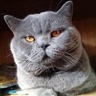 Вязка Красивый Шотландский прямоухий кот ждет невесту