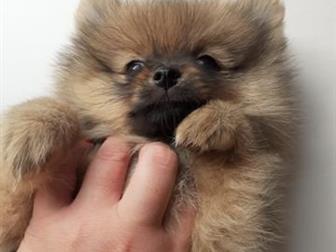 ���������!��������� ��� ���������-������ �����,  �������� ,� �� �����������,  ��� ���� ������������� ������, ������� ��������,  ����� ������ 3 ���, ��� ��������� � ������
