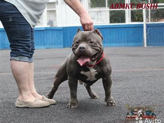     !!!   ,   -   BUSHI        !  - American Bully Moscow  