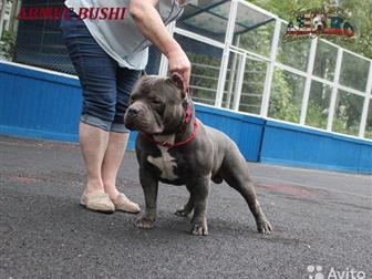     !!!   ,   -   BUSHI        !  - American Bully Moscow  