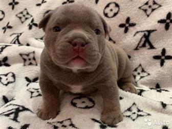  ,  , American Bully     ,   :  ,  :  ABKC :  (  35-37  