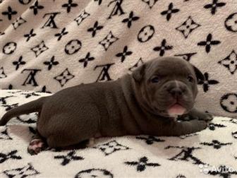  ,  , American Bully     ,   :  ,  :  ABKC :  (  35-37  