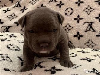  ,  , American Bully   , :  , :  ABKC:  (  35-37 ,   