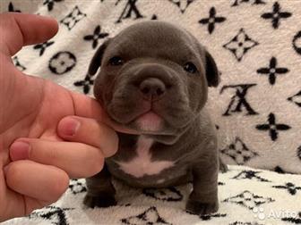  ,  , American Bully   , :  , :  ABKC:  (  35-37 ,   