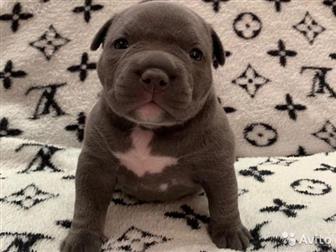  ,  , American Bully   , :  , :  ABKC:  (  35-37 ,   