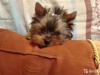 ����� ����� ���� � ��������,������� 3 ���, ������� � �������� ������,  ������� ���������, ��������, ������, ���� ������� �� �������, � ������