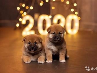 �������� ���������� ��� �������  ������ ���� ������ � ������ ������ ,  ���� ������ ������ , � ������