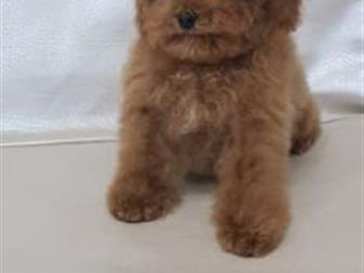 ��������� ��� � ���� Teddy � ������ red braun,  ������� 3 ������, ��������� ������,  ����� �������� �����,  ����� ������, ���� � ����� �� �������,  ����� ��� ������� � ������