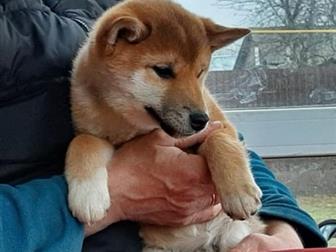 ������ � �������� � ����� ��� ���� ( ����) ������� � ��������,  ���� ������  ��� ��������������,  ��������� ��� , ��������, ������,  ���� 45-60,   �������� ��������, � ������