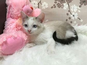   !!  ,    ,      -  ,   