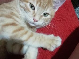     , ,   ( )      5 ,        ,   