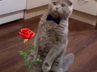    ( Scottish Fold)  ,     ,      ,   