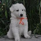 ����� ����� ����������� �������