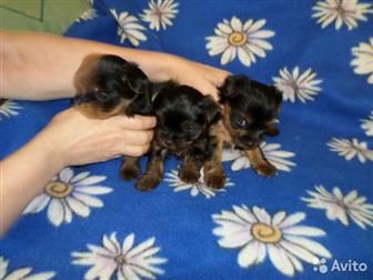 ��� �������������� ��������, ���� 2,3 �� ,���� 2,2 ��,  �������� 15 �������, ���� ������, � ������������