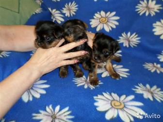 ��� �������������� ��������, ���� 2,3 �� ,���� 2,2 ��,  �������� 15 �������, ���� ������, � ������������