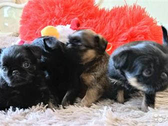 ����� �������� ������������� (�������), ������������ (��� ������� � �������) ,  ���� �������� 12 ������� 2019 ����,  � ������ ����� ������� ��������  ���������� � ������������