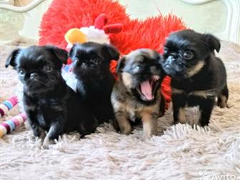 ����� �������� ������������� (�������), ������������ (��� ������� � �������) ,  ���� �������� 12 ������� 2019 ����,  � ������ ����� ������� ��������  ���������� � ������������