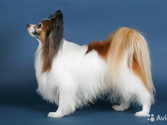 ������������ � �������������� ����� �������� �� ������������ ���������,  ����� ����-���������,  ��� ��������,  ���� ����� �� �������, �� ���� ��������,  �������� � ������������