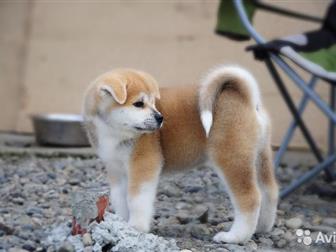 ���������� ������ ����� -���, ����� ��������� � ����� �������, ������������� �����!       ���� �������� 26 ����,  ��������� ���/FCI, ������, ���,  �������� �� ��������! � ������������