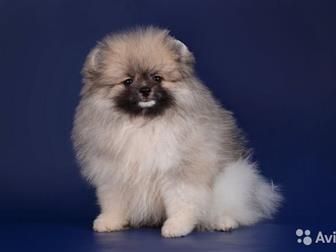 ������������ � ������� ����  �������  � ������� 2,5 ���,  ���� �������� 03, 07, 19,  ��������� ���,  ����� ����-�������� � ����-�����, ������� �����������,  ���� � ������������