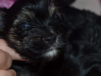 ����� �������� 21 �������, 3 ������� � 1 ������� ��� ��������, ������� � �������� �������! ��� �������������� ������!������ �������� �� 4 �� �������� ������! ������� � ������������