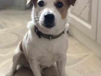 ������� ���,������� 2,3�,  ��� ���������, ������,  ������� �� �������� ���������������,  ��� ������������ ������� �� ��������, � ������������