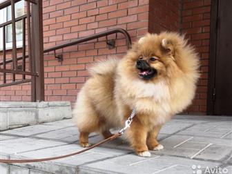 ��� �������, ���� �������� 17, 03, 2019,  ���� �� ��� ���������� (�� ������),   ���������, ��������, � ������������