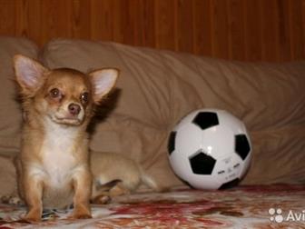 ��������� �������� �� �������� �����  ������ ����������, ��������� ���-FCI, ����������,  ����� 6?6, ������� �������, ��������, ��������, ������� � ������� (������ � ������������