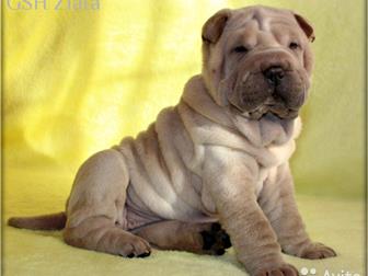 ������� � ��������  ������������ ������ � �������� ������� �������� ������ ���� ����� ���������!!!����������� �� ��������, ����������� ������ ��������� � ����������� � ������������