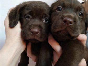 ������ 6, 5 ���, ������, ������,  ������� ������, �������� �����������, ��������� ���,  ���� 4 ������ �������� � ������� ������, ������� � ����������� ������,  �� � ������������