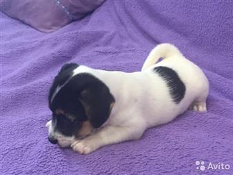 ��������� ����� ����-������, ��� ��������,  ���� �������� 07, 08, 19,  �� ������ ������� ��������� ��� (������� �����), ������������ �������, �������� �� ��������, � ������������