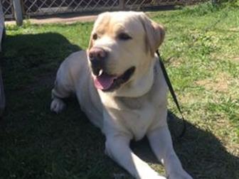 �������� ������, ������������ ������ ���������-��������� ���� �����-������� ��� �������� ���������,  ������� 3 ����, ����� �������, ������� ������, ������, ��� �������� � ������������