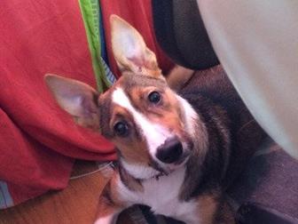 �������- ����������, ����������� � ����������,  ������������ � �����������,  �����, �������������� � ����� ��������,  ������� 3,5������, �������, ����������,  ����� � ������������