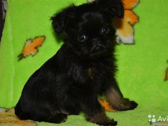 ������ ������ ������������ � ������������� ��������, ��������� ���, ��������, �������� � �������,  ���� ������, � ������������