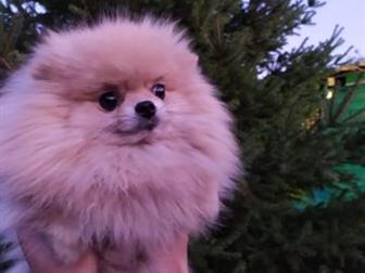 �������� ������� ���� � ���� ����� 3 ����,  ���� ������, �������� � ������������ �������!!!������� ������� ����� ���������, ������ � �������� � ������������� ���� � ������������