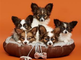 ����� �������� ������� � ��� ��������,  ����� ������,  ������� �� ��������,  �������, �������, �������������� �����,  ������� �� ��������,  ������ � �����������, � ������������