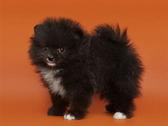 ����������� �������, 2 ������, �������� � �������� ��������� �������,  �������� �� �������� � ������������