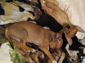 ��������� �������� ����� ���-�������,  �������� ���������,  �������� � ������, �������� 17 ���� � ������������