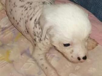 ������ ������ ��������� ��������,  3������� � 1 �������,  �������� 12,09, 19�,  ��� ����������� �� ��������,  ���� ���� ������� � ��� ���,  ����, � ������������