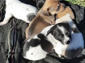 ����� ��������� ��������!4 ��������,2 �������, �������� 16 ��������,���� �����,����-��������)�������,����� ��������,��������� ������, � ������������