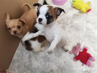 ������������ �  ������� �������� ����� �������� � ���������� �����������, ���� �������� 13, 10, 19, 2 ����-���������� ������� (�/� � �/�), 2 ���������-��������� � ������������