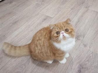          Vivat Cat Gnomik,            