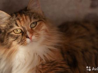 ,  !       - !  )!          ,  