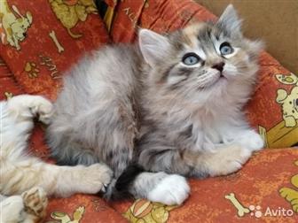 SOS!!!!      ! 1,5         ,           