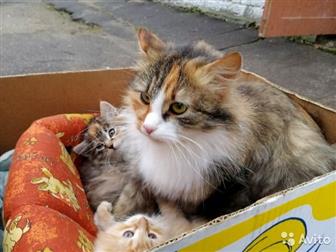 SOS!!!!      ! 1,5         ,           