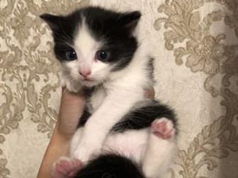    , 4  ??  -   !)  